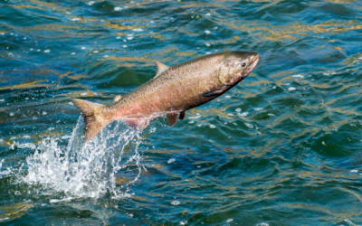 ¿Cómo mejorar la alimentación de los salmones?
