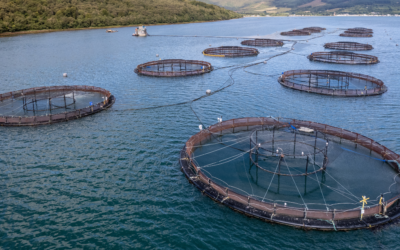 Acuicultura amigable con el medio ambiente: un futuro sostenible