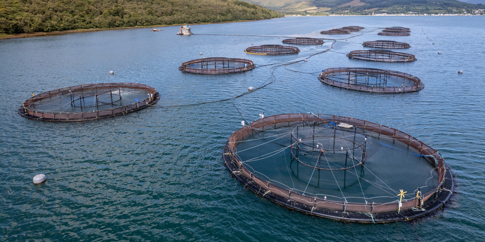 Acuicultura amigable con el medio ambiente: un futuro sostenible